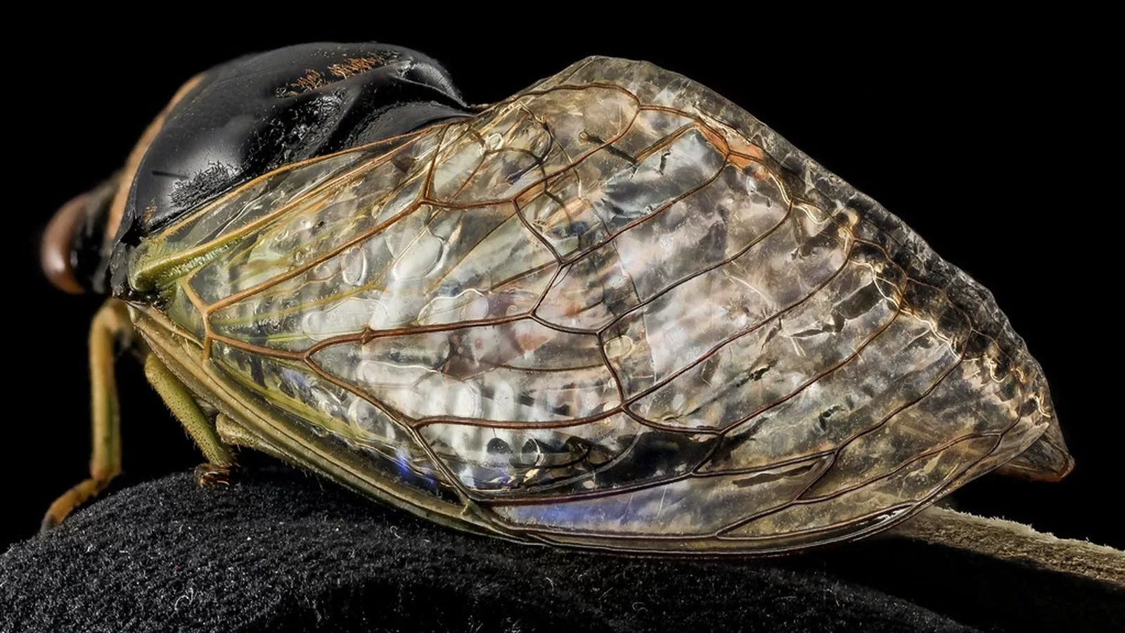 Close view of a cicada resting on a dark surface