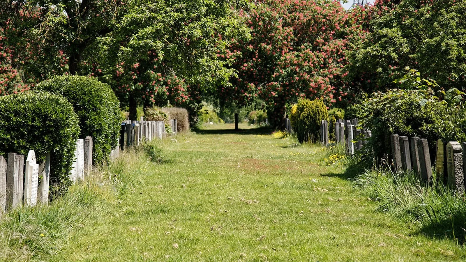 A grassy path lined with trees on a summer day